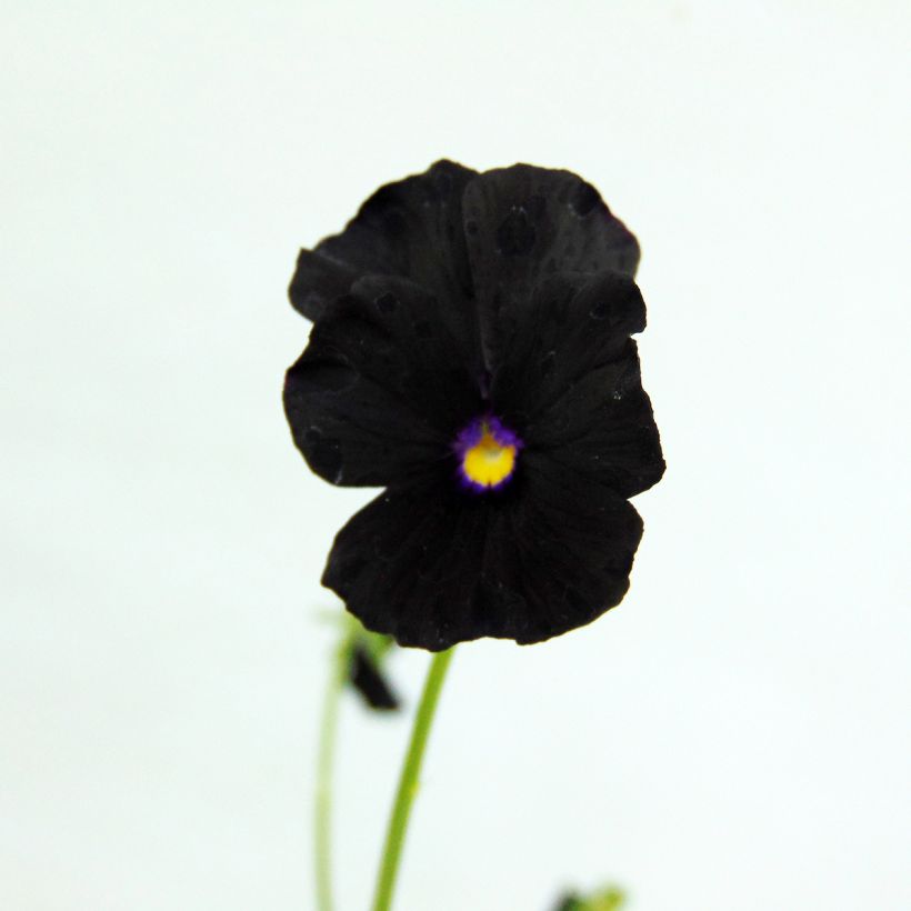 Viola cornuta Molly Sanderson - Violeta (Floración)