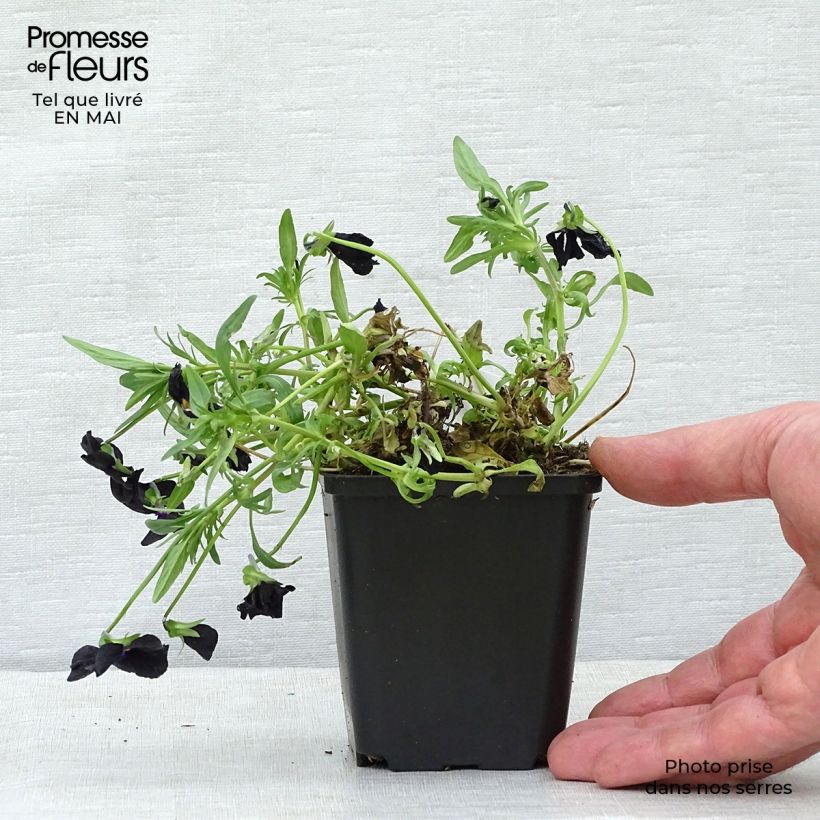 Viola cornuta Molly Sanderson - Violeta Maceta de 8/9 cm Ejemplar entregado en la primavera