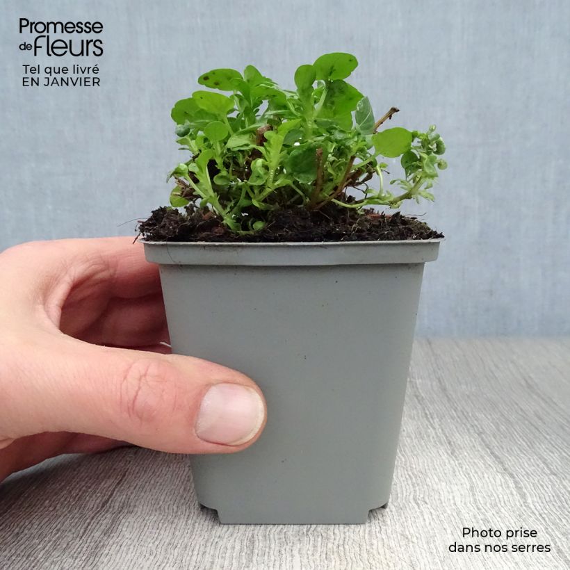 Viola cornuta Molly Sanderson - Violeta Maceta de 8/9 cm Ejemplar entregado en invierno