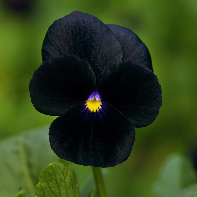 Viola cornuta F1 Sorbet Black Delight - Violeta (Floración)