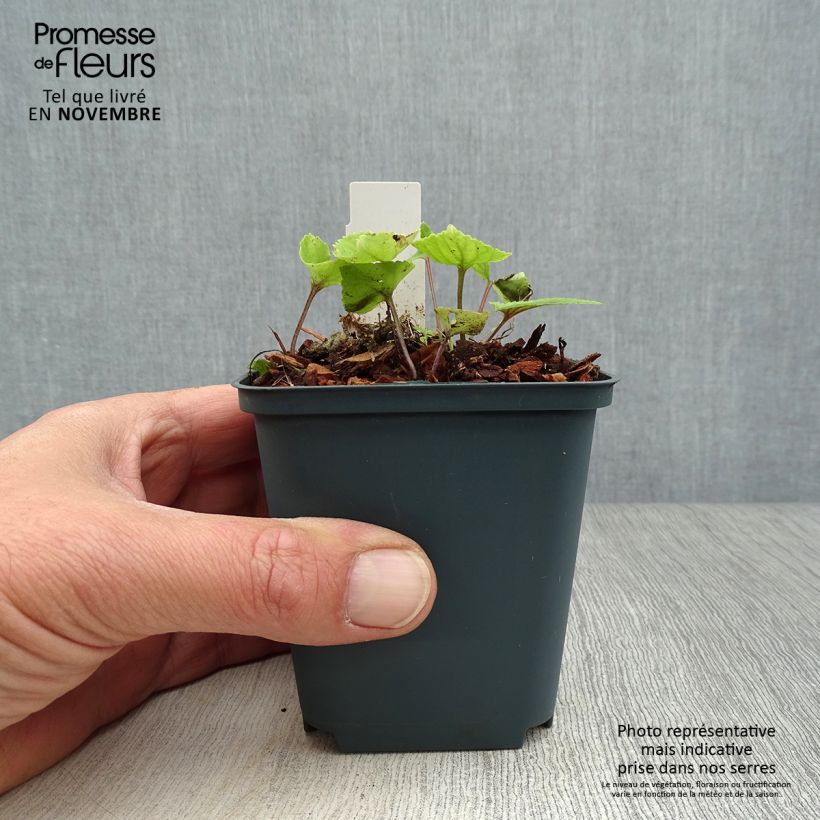 Ejemplar de Viola koreana Mars - Violeta Maceta de 8/9 cm entregado en otoño
