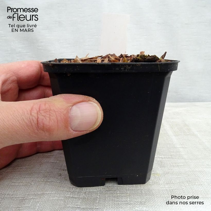 Viola koreana Mars - Violeta Maceta de 8/9 cm Ejemplar entregado en invierno