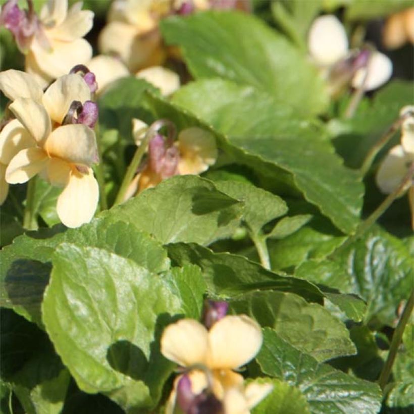 Viola odorata Vanilla - Violeta (Follaje)