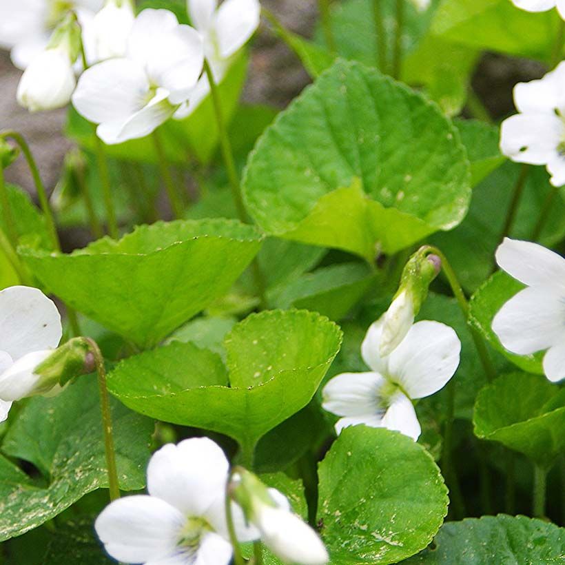 Viola sororia Albiflora - Violeta (Follaje)
