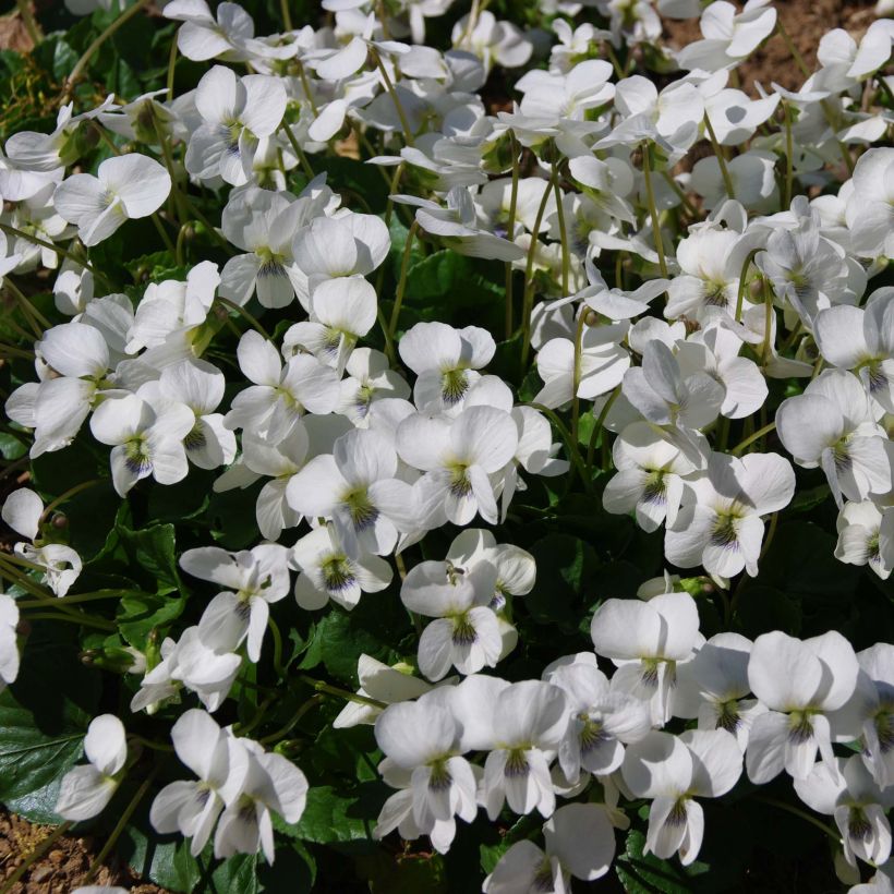 Viola sororia Albiflora - Violeta (Floración)