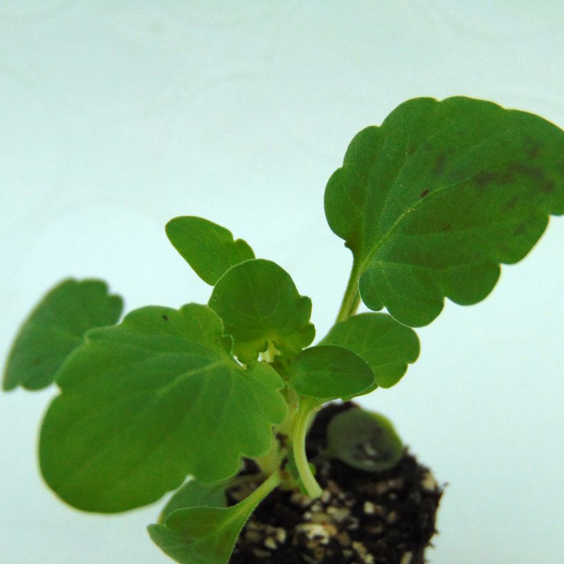 Viola cornuta Penny F1 Mickey - Violeta (Follaje)