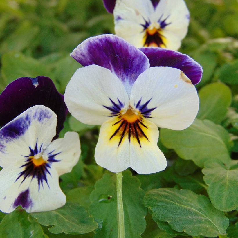 Viola cornuta Penny F1 Mickey - Violeta (Floración)