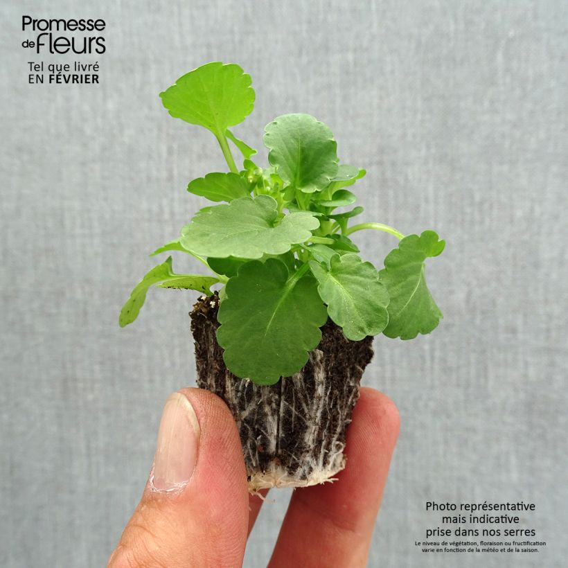 Ejemplar de Viola cornuta F1 Penny Yellow - Violeta Bandeja de semillero: cepellón 3,8 cm x 3,2 cm en bandeja de cultivo por 16 entregado en otoño