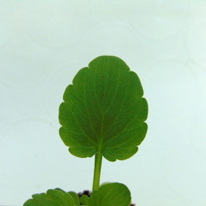 Viola cornuta Sorbet Xp Raspberry - Violeta (Follaje)
