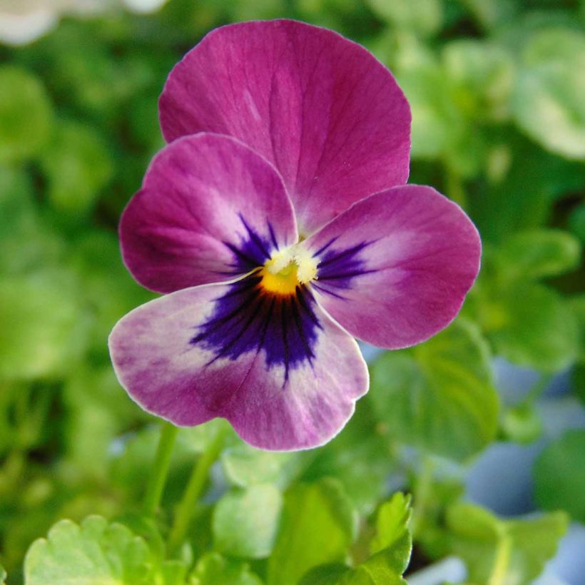 Viola cornuta Sorbet Xp Raspberry - Violeta (Floración)