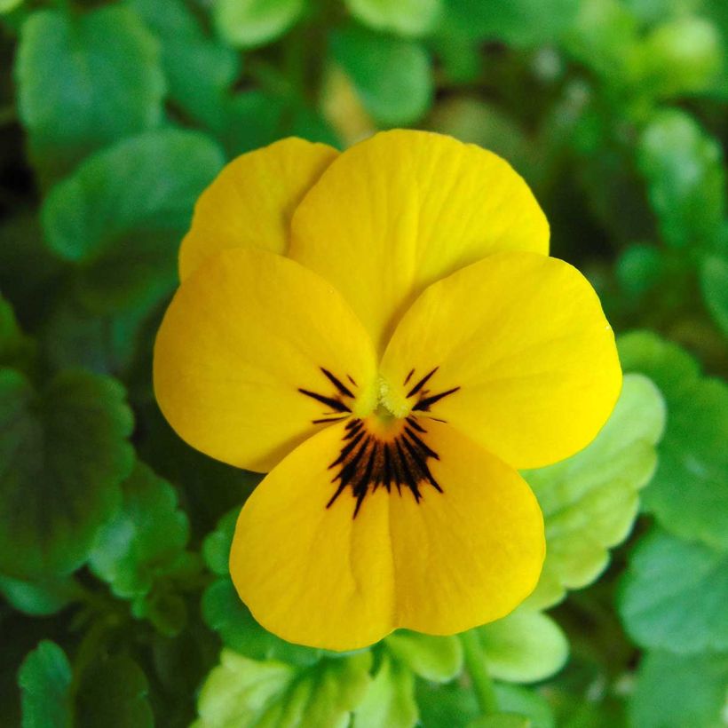 Viola cornuta Sorbet XP Yellow Blotch - Violeta (Floración)