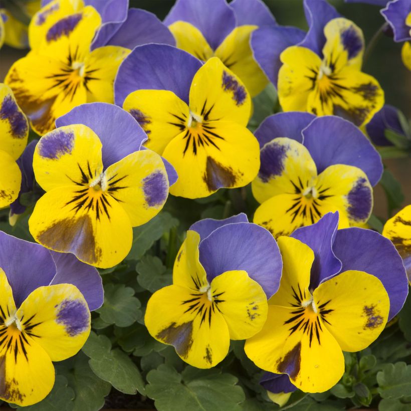 Viola cornuta Yellow Blue Jump-Up - Violeta (Floración)