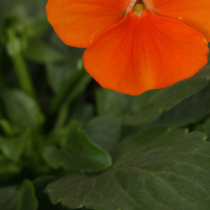 Viola cornuta Sorbet Xp Deep Orange - Violeta (Follaje)