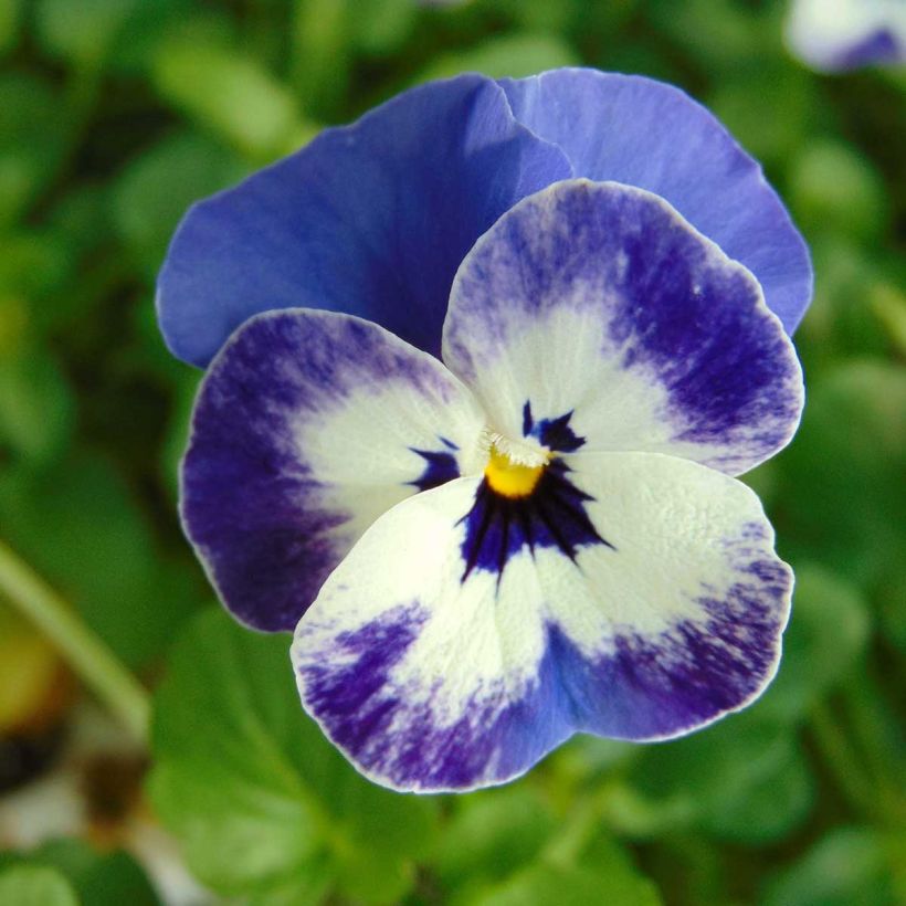 Viola cornuta Sorbet Delft Blue - Violeta (Floración)