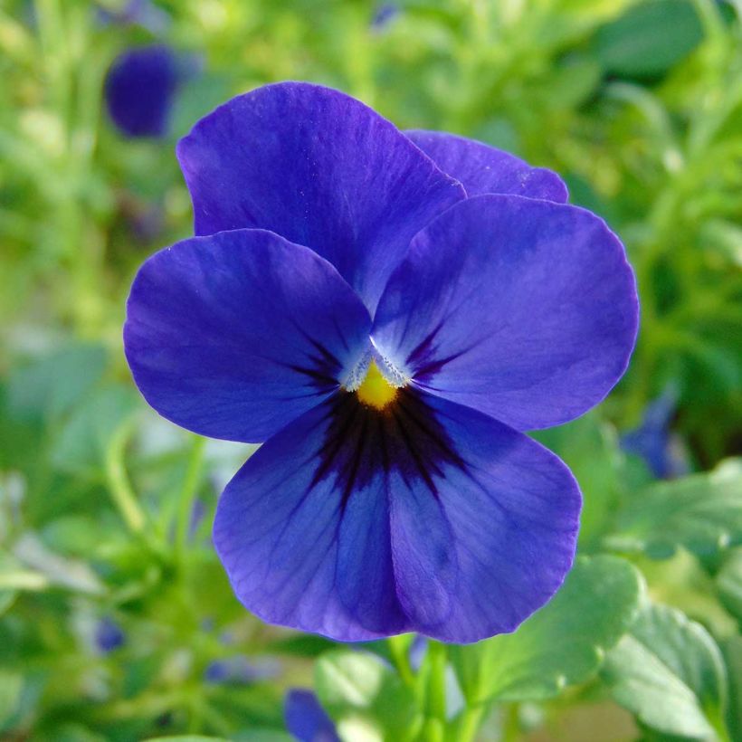 Viola cornuta Sorbet Xp F1 Blue Blotch - Violeta (Floración)