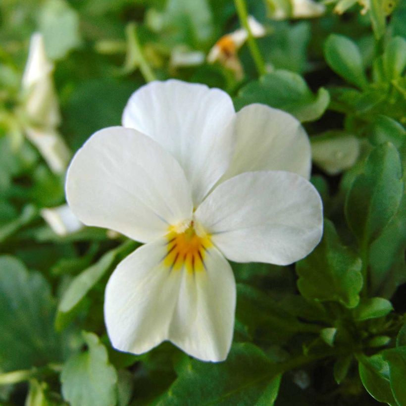 Viola cornuta Sorbet Xp F1 White - Violeta (Floración)