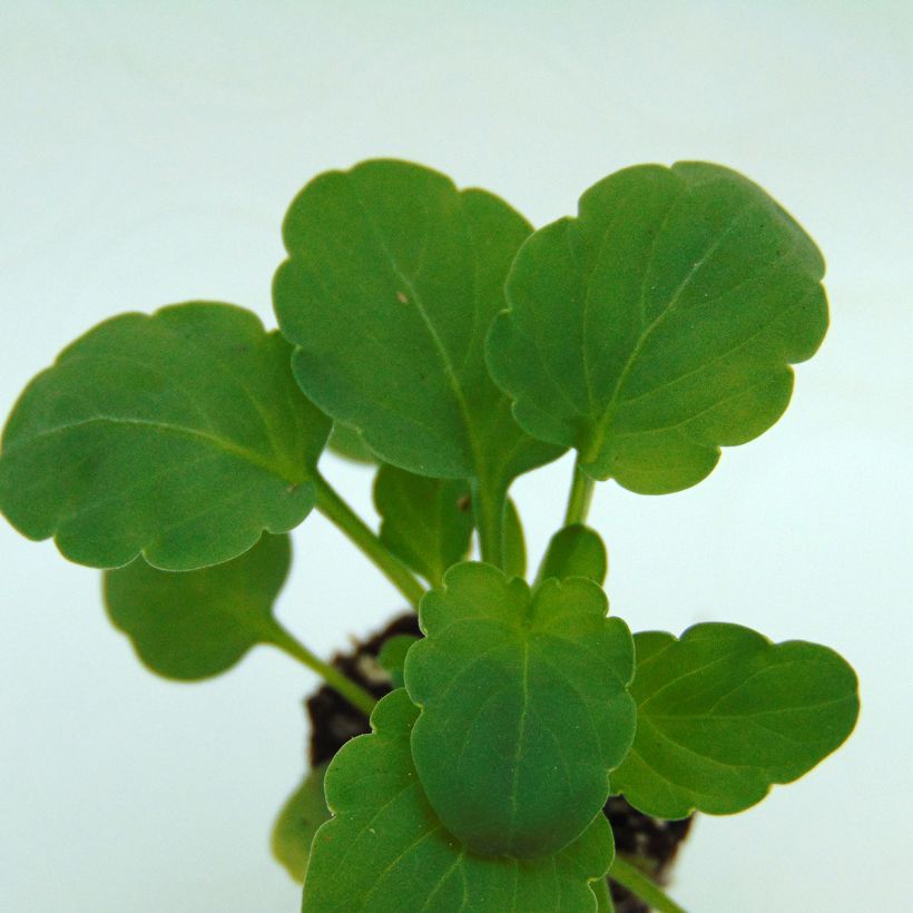 Viola cornuta Lemon Jump-Up - Violeta (Follaje)