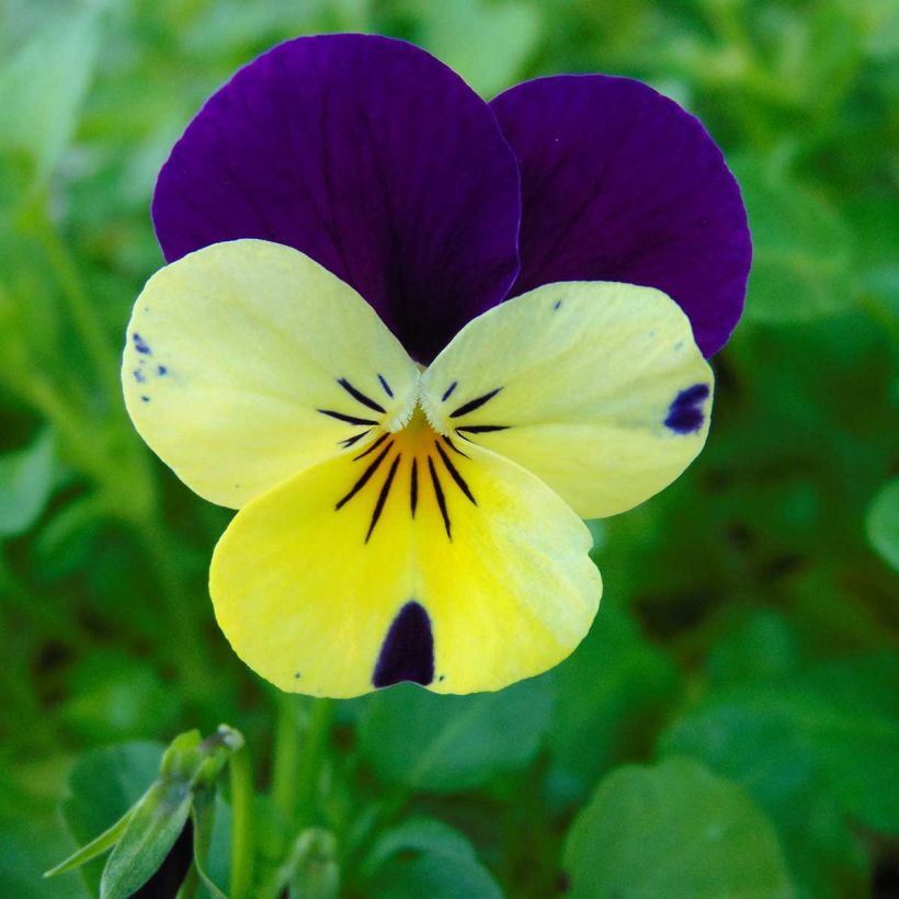 Viola cornuta Lemon Jump-Up - Violeta (Floración)