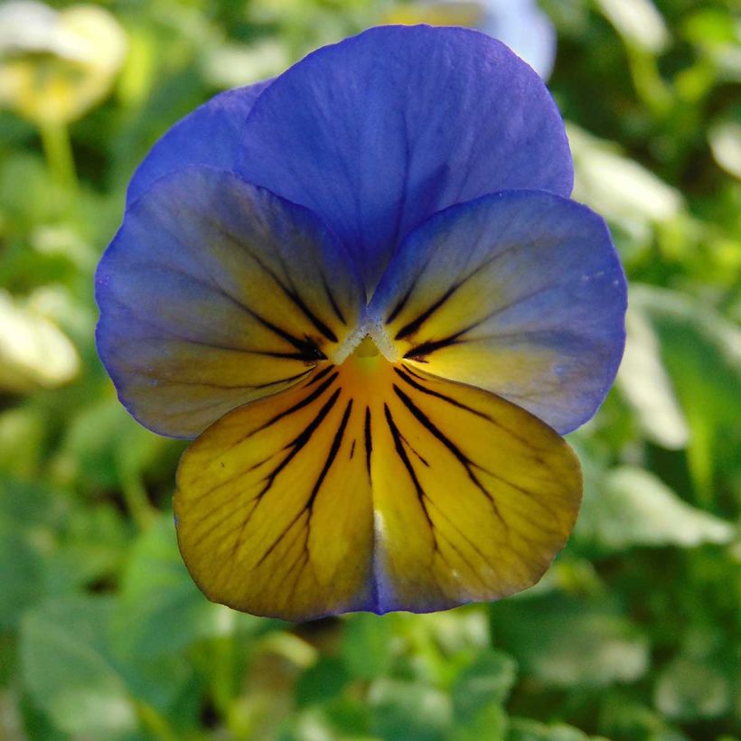 Viola cornuta Sorbet Xp Morpho - Violeta (Floración)