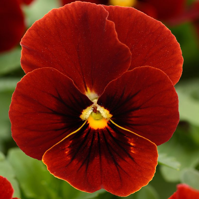 Viola cornuta Sorbet Xp Red - Violeta (Floración)