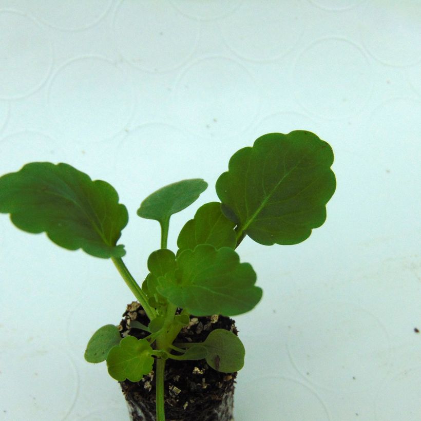 Viola cornuta Xp Sorbet F1 Yellow - Violeta (Follaje)