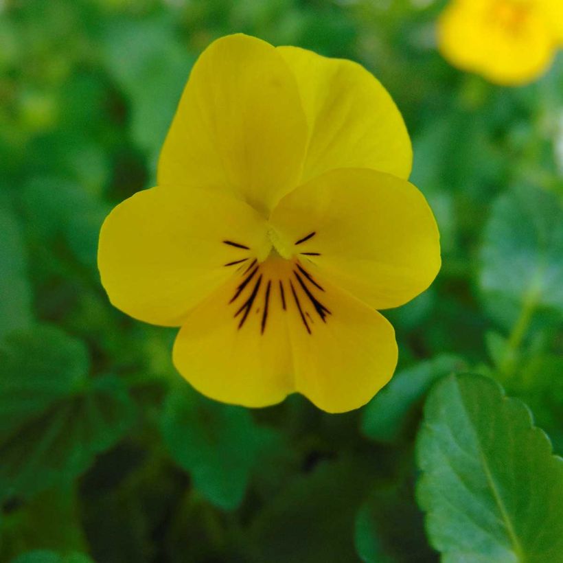 Viola cornuta Xp Sorbet F1 Yellow - Violeta (Floración)