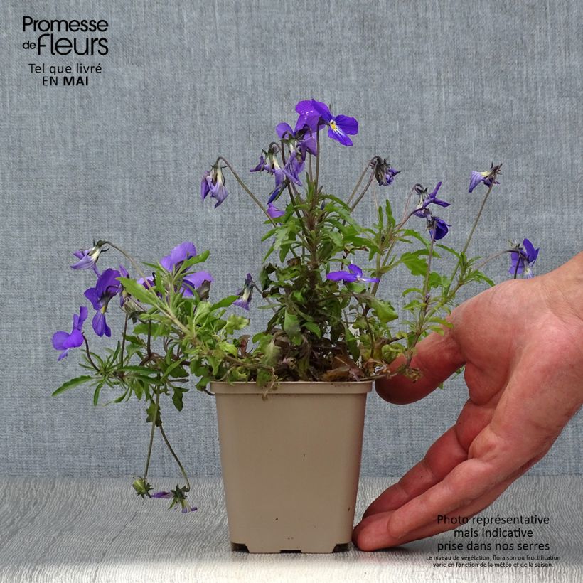 Viola corsica Maceta de 8/9 cm Ejemplar entregado en la primavera