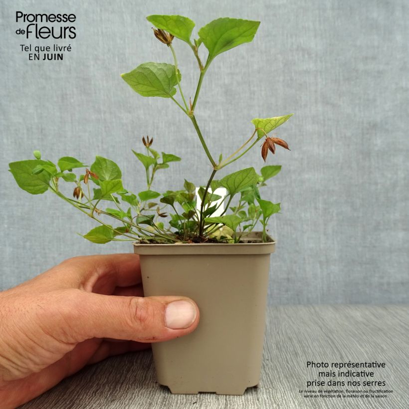 Ejemplar de Viola reichenbachiana Maceta de 8/9 cm entregado en verano