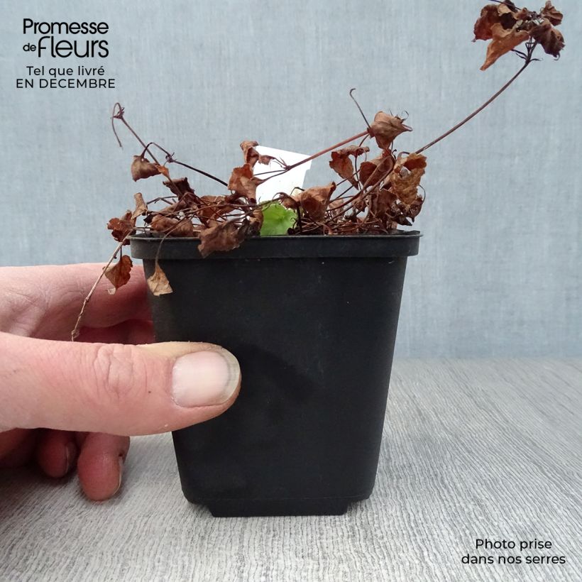 Viola reichenbachiana Maceta de 8/9 cm Ejemplar entregado en invierno