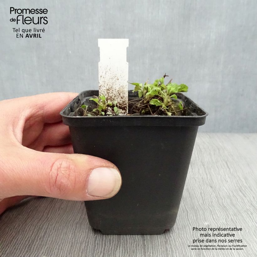 Viola reichenbachiana Maceta de 8/9 cm Ejemplar entregado en la primavera