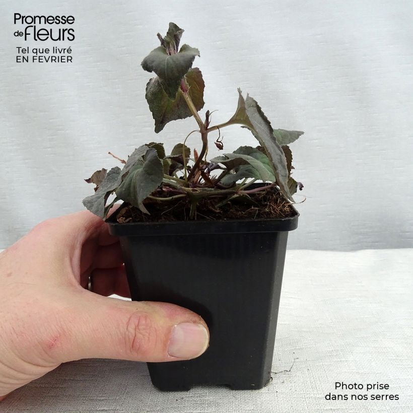 Viola riviniana var. purpurea Maceta de 8/9 cm Ejemplar entregado en invierno