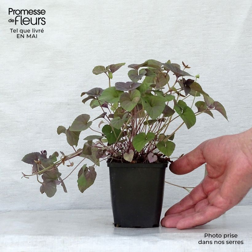 Viola riviniana var. purpurea Maceta de 8/9 cm Ejemplar entregado en la primavera