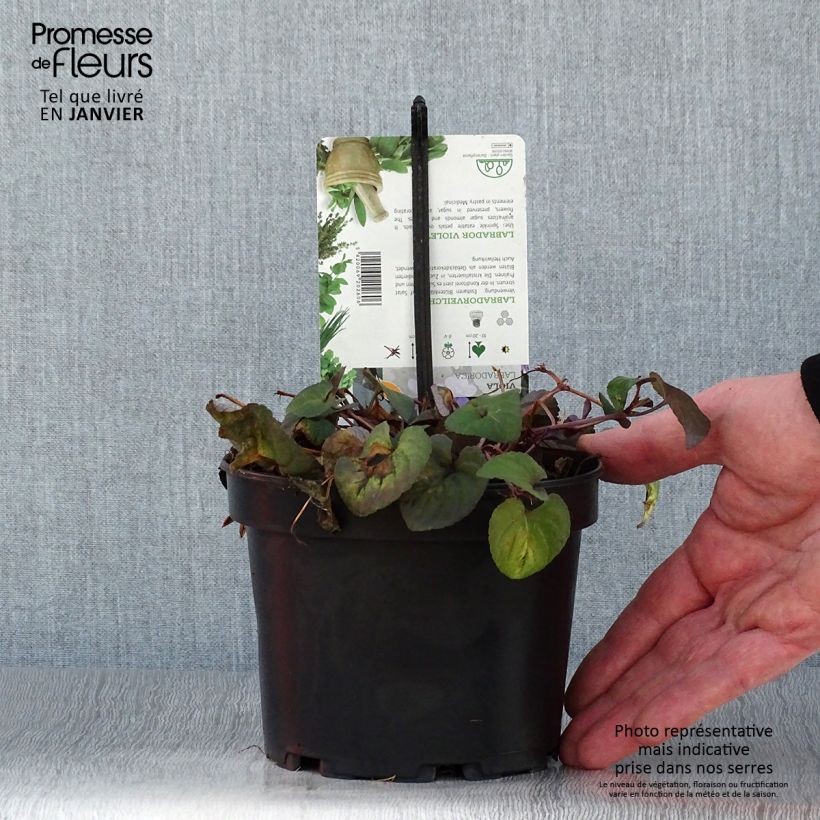 Viola riviniana var. purpurea Maceta 1,5L/2L Ejemplar entregado en invierno