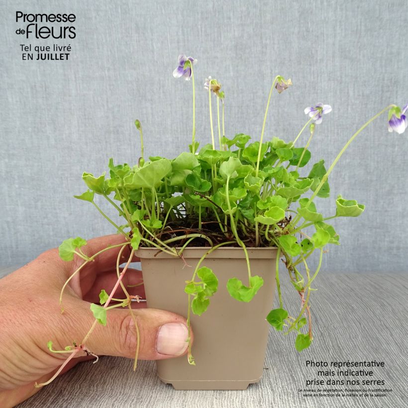 Ejemplar de Viola hederacea - Violeta australiana Maceta de 8/9 cm entregado en verano