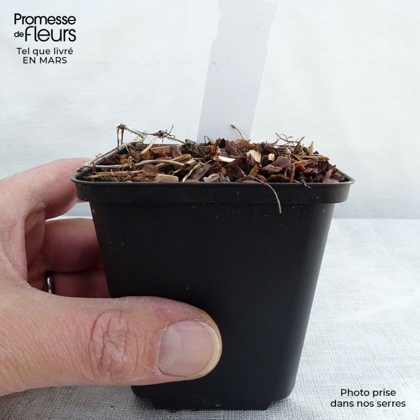 Viola hederacea - Violeta australiana Maceta de 8/9 cm Ejemplar entregado en invierno