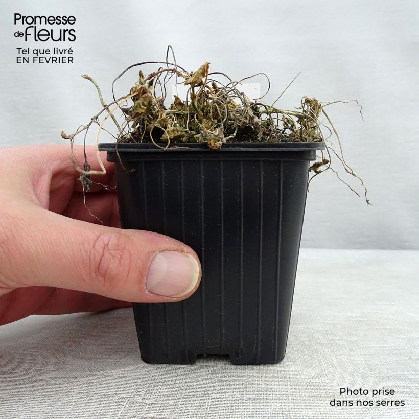 Viola odorata Königin Charlotte - Violeta Maceta de 8/9 cm Ejemplar entregado en invierno