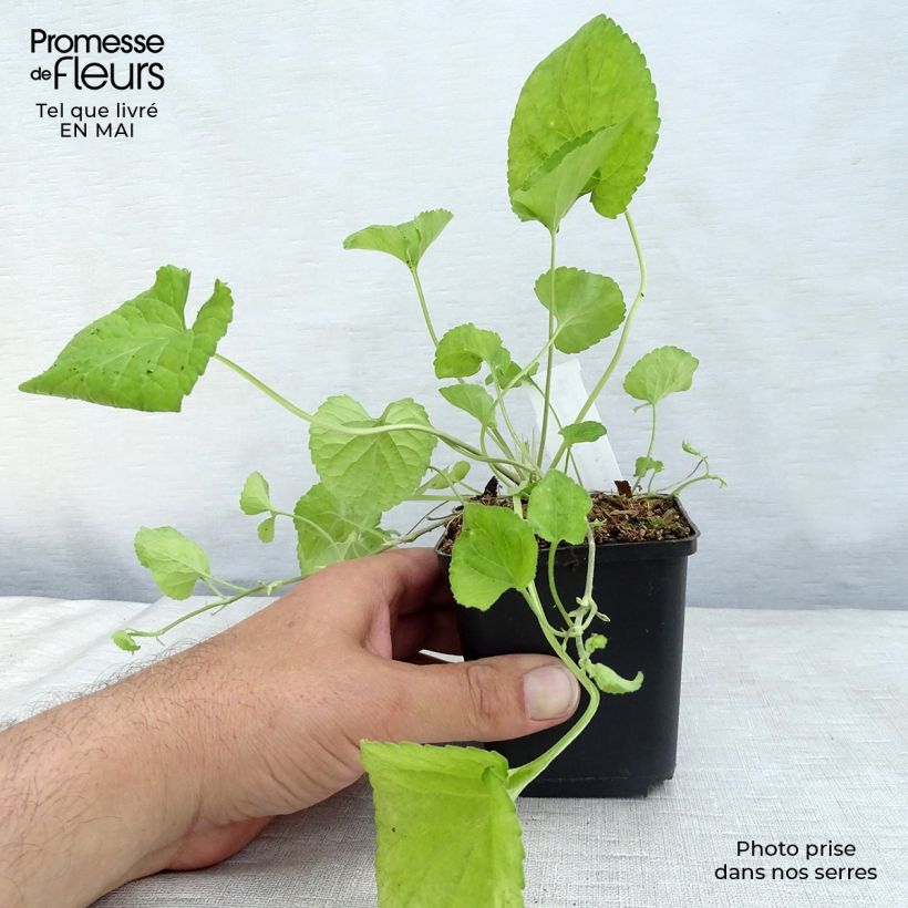 Viola odorata Königin Charlotte - Violeta Maceta de 8/9 cm Ejemplar entregado en la primavera