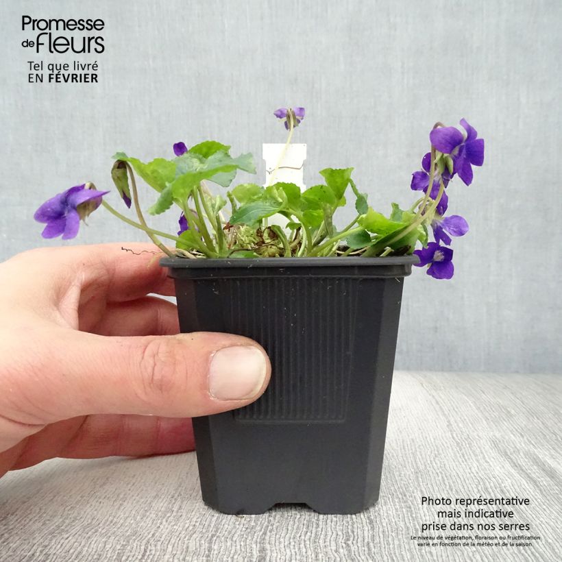 Viola odorata Mrs Pinehurst - Violeta Maceta de 8/9 cm Ejemplar entregado en invierno