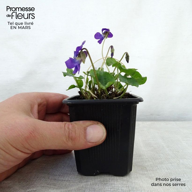 Viola odorata Mrs Pinehurst - Violeta Maceta de 8/9 cm Ejemplar entregado en la primavera