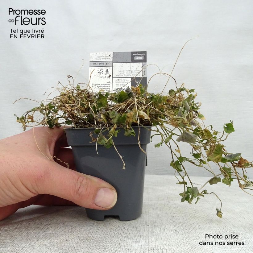 Viola suavis Parme de Toulouse - Violeta Maceta de 7/8 cm Ejemplar entregado en invierno