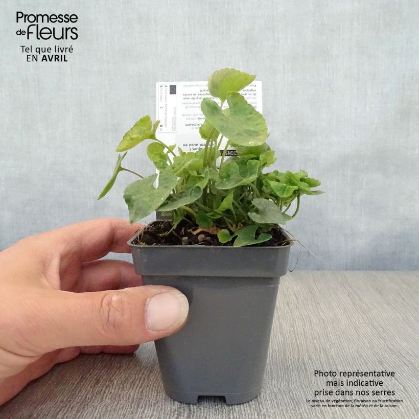 Viola suavis Parme de Toulouse - Violeta Maceta de 7/8 cm Ejemplar entregado en la primavera