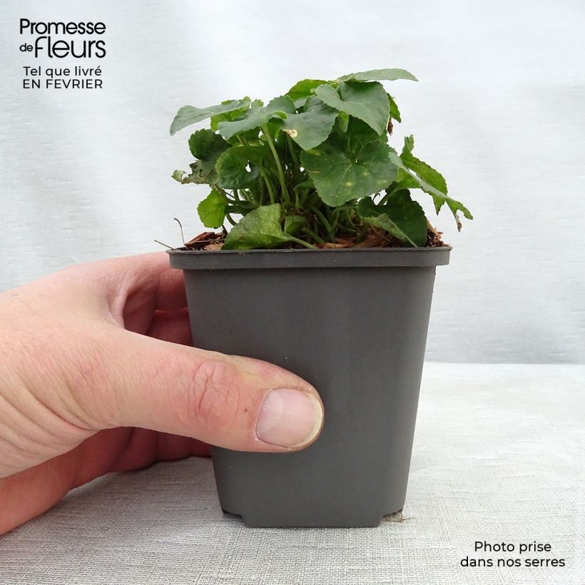 Viola odorata Vanilla - Violeta Maceta de 8/9 cm Ejemplar entregado en invierno