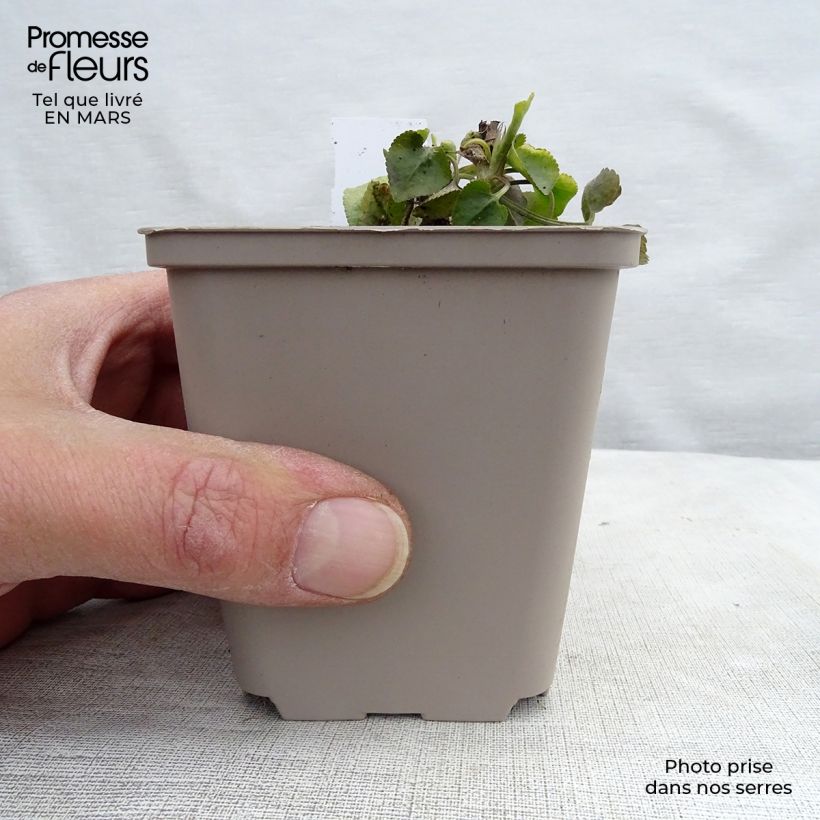 Viola odorata - Violeta Maceta de 8/9 cm Ejemplar entregado en invierno