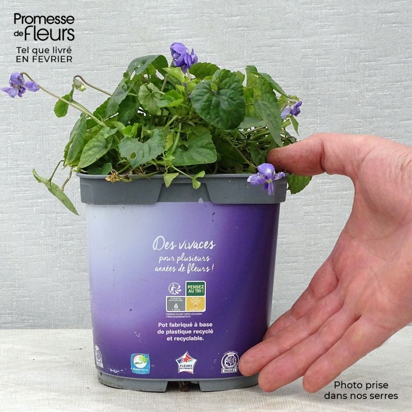 Viola odorata Plena - Violeta Maceta 2L/3L Ejemplar entregado en invierno