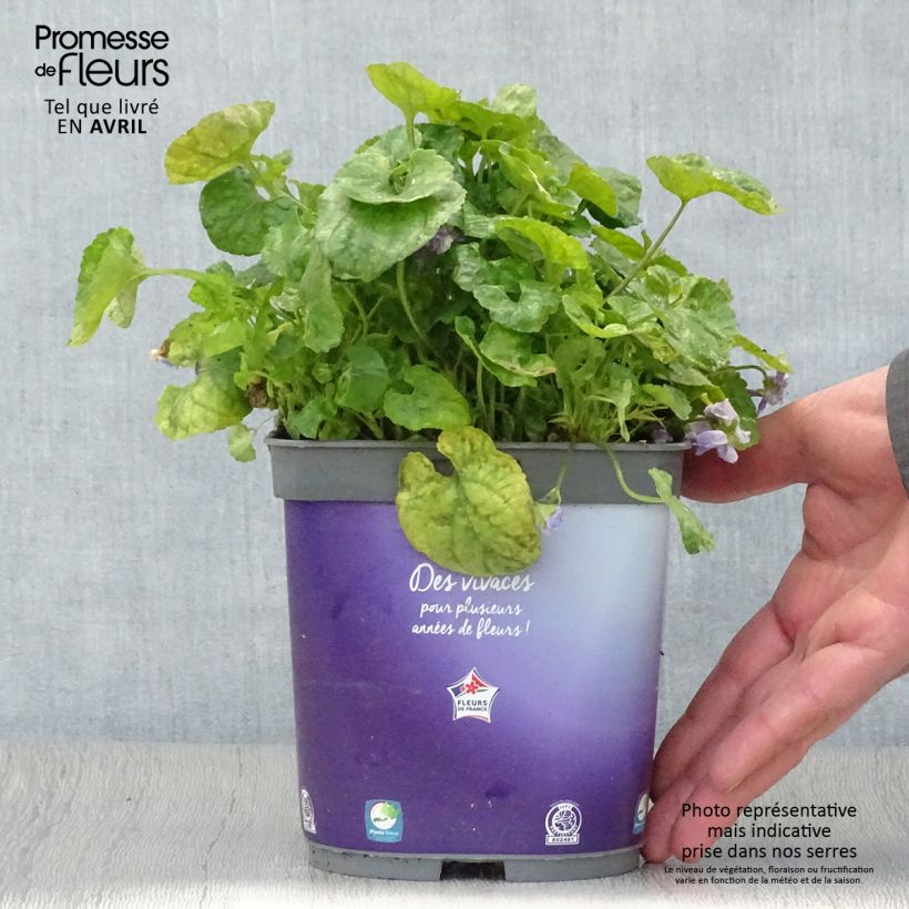 Viola odorata Plena - Violeta Maceta 2L/3L Ejemplar entregado en la primavera