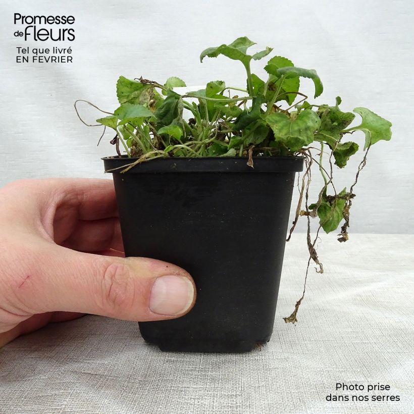 Viola odorata Red Charm - Violeta Maceta de 8/9 cm Ejemplar entregado en invierno