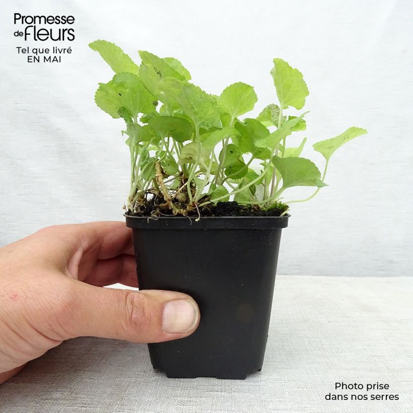 Viola odorata Red Charm - Violeta Maceta de 8/9 cm Ejemplar entregado en la primavera