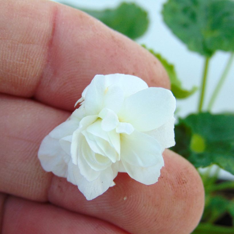 Viola odorata Reine Des Blanches - Violeta (Floración)
