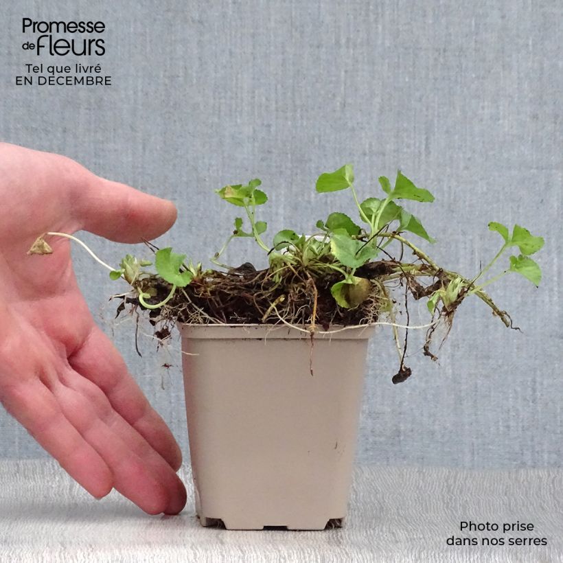 Viola odorata Reine Des Blanches - Violeta Maceta de 8/9 cm Ejemplar entregado en invierno