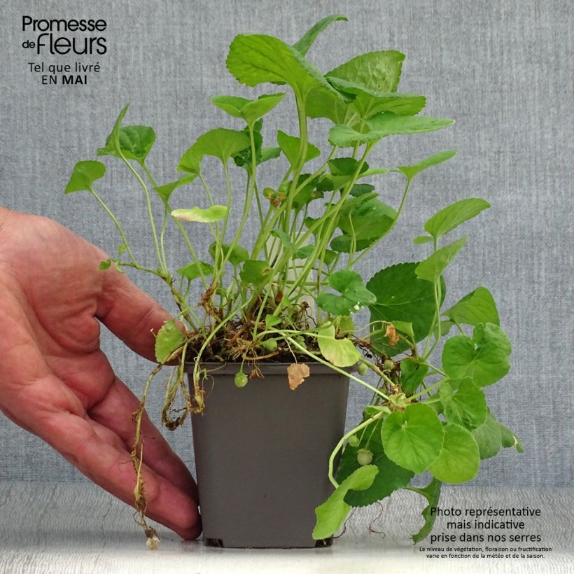 Viola odorata Reine Des Blanches - Violeta Maceta de 8/9 cm Ejemplar entregado en la primavera